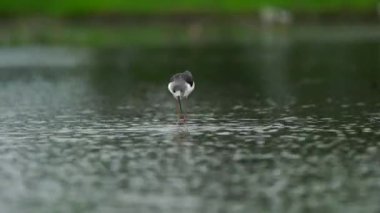 Tayland ve Güneydoğu Asya 'da siyah kanatlı Stilt kuşları. 