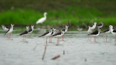 Tayland ve Güneydoğu Asya 'da siyah kanatlı Stilt kuşları. 