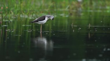 Tayland ve Güneydoğu Asya 'da siyah kanatlı Stilt kuşları. 