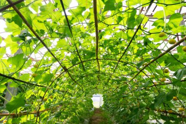 Tarım serasında Altın Balkabağı.