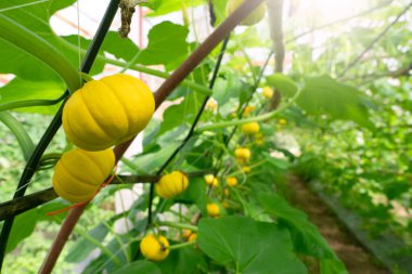 Tarım serasında Altın Balkabağı.