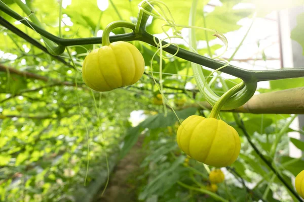 Golden Pumpkin Agricultural Greenhouse Farm — Stock Photo, Image