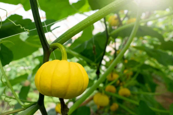 Golden Pumpkin Agricultural Greenhouse Farm — Stock Photo, Image