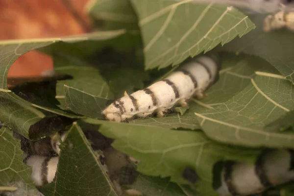 Close Caterpillar Silkworm Fundo Natureza — Fotografia de Stock