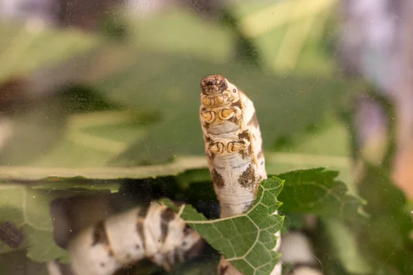 Doğanın Arka Planında Tırtıl Pek Böceği Kapatın — Stok fotoğraf