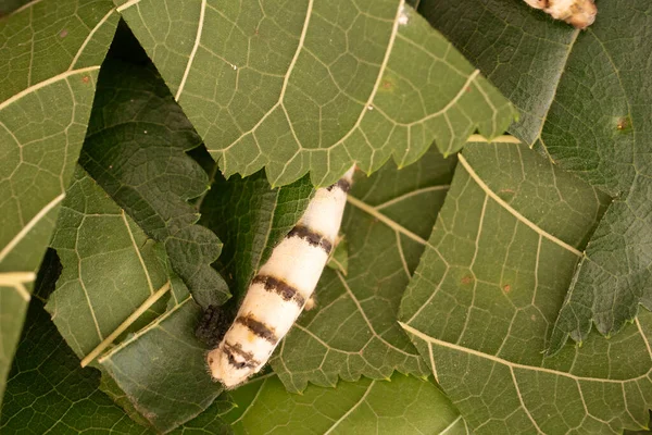 Cerca Caterpillar Gusano Seda Fondo Naturaleza — Foto de Stock