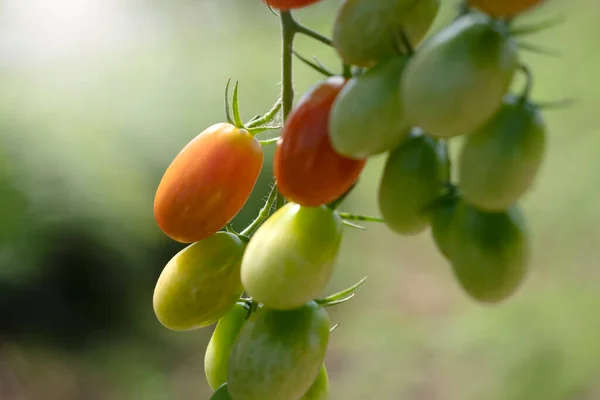 Röd Tomat Växthus För Natur Bakgrund — Stockfoto