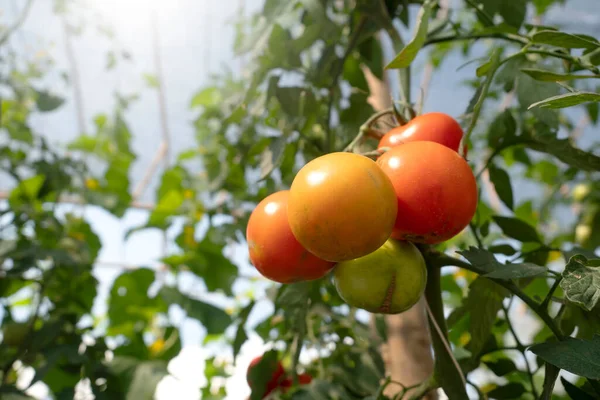 自然を背景に温室内の赤いトマト — ストック写真