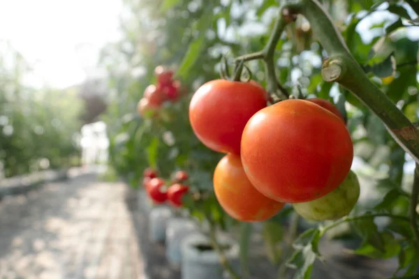 Röd Tomat Växthus För Natur Bakgrund — Stockfoto