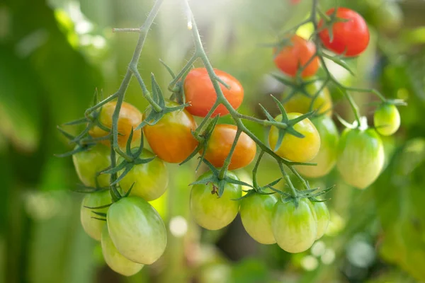 Rote Tomate Gewächshaus Für Den Hintergrund Der Natur — Stockfoto