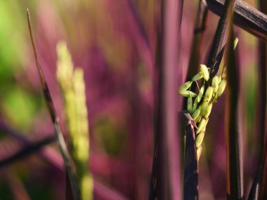 Pembe Leydi Rice, Tayland ve Güneydoğu Asya 'da yeni türler için gıda bitkileri yetiştiriyor..