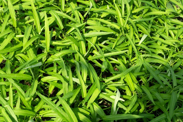 Water spinach in Agricultural greenhouse farm.