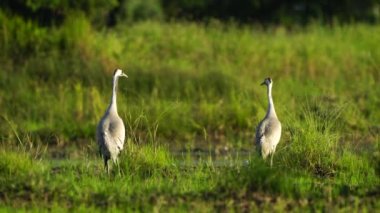 Tayland ve Güneydoğu Asya 'da yaygın Crane göçmen kuşları.