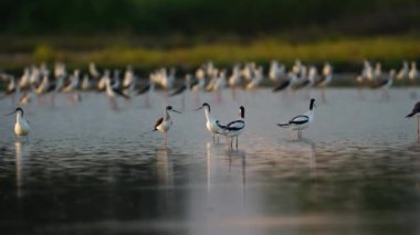 Tayland ve Güneydoğu Asya 'da Pied Avocet göçmen kuşları.