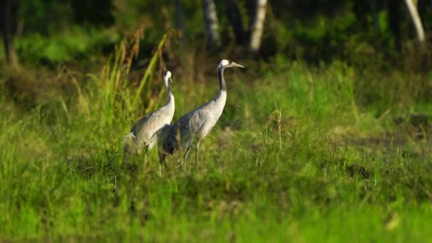 Common Crane Migration Birds Thailand Southeast Asia — Stock Video