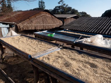 Güneşte kurutulmuş kahve çekirdekleri doğada kızarmaz..