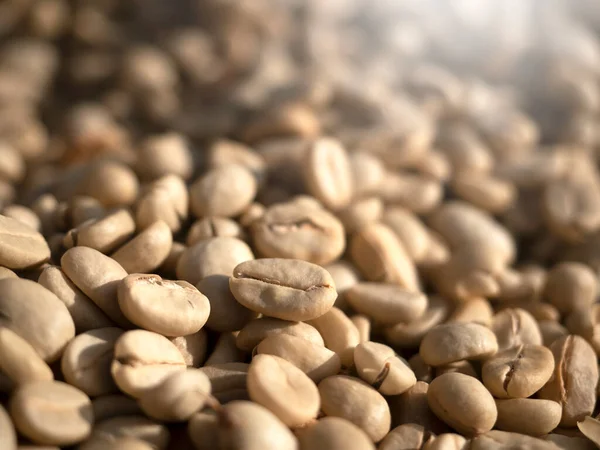 Sun-dried Coffee Beans are not roasted in nature Background.