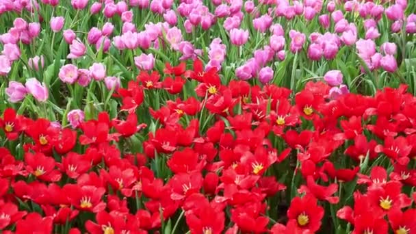 Tulipa Flores Jardim — Vídeo de Stock