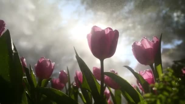 Tulipa Flores Jardim — Vídeo de Stock