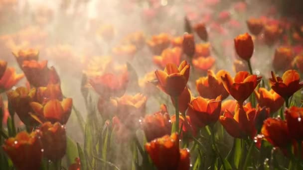 Tulip Flowers Garden — Stock Video