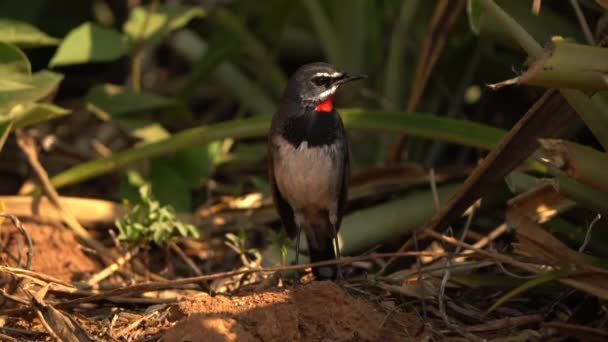 Chinese Rubythroat Rare Birds Migration Birds Thailand Southeast Asia — Stock video