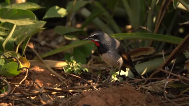 Chinese Rubythroat Rare Birds Migration Birds Thailand Southeast Asia — Stock video