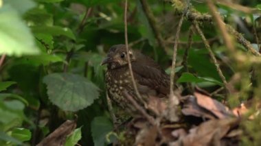 Dark-sided Thrush migration birds in Thailand and Southeast Asia.