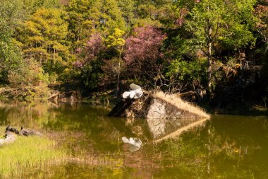 Sakura or Cherry Blossom at Doi Inthanon National Park in Chiang Mai, Thailand.