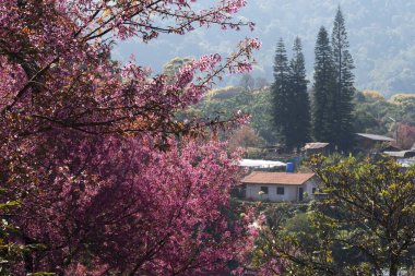 CHIANGMAI, THAILAND - 31 JANUARY 2023 : Pink Sakura or Cherry Blossom at Mongs village at Doi Suthep in Chiang Mai, Thailand.