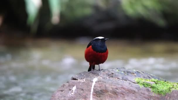 River Chat Redstart Birds Thailand Southeast Asia — Stockvideo
