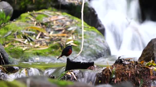 River Chat Redstart Birds Thailand Southeast Asia — 비디오