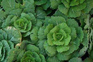 Tarım serasında organik sebzeleri kapatın..