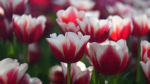 Tulipan Kwiaty Chiang Mai Ogród — Wideo stockowe