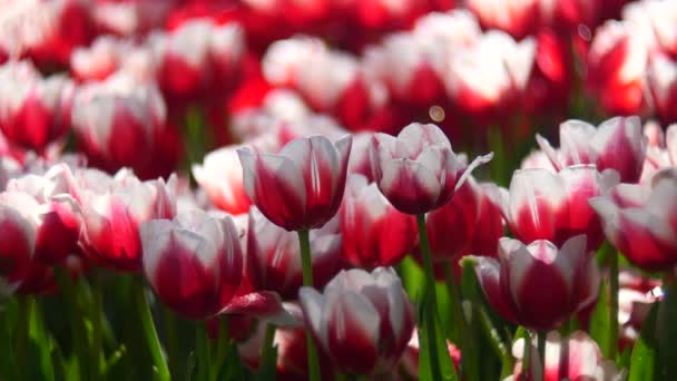 Квіти Тюльпанів Саду Чан Май — стокове відео