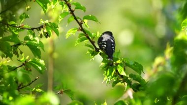 Spotted-winged Grosbeak birds in Thailand and Southeast Asia.