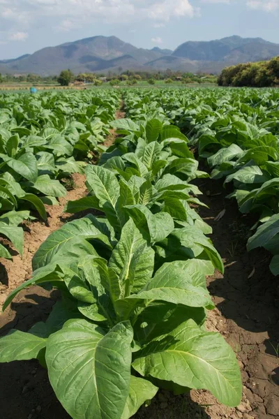 Tobacco plants in nature Background.