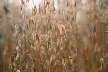 Oat Rice Plants in nature Background.