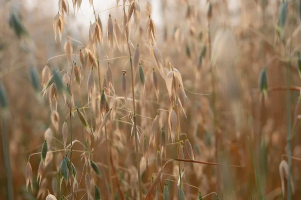 Овсяные Рисовые Плантации Природе — стоковое фото