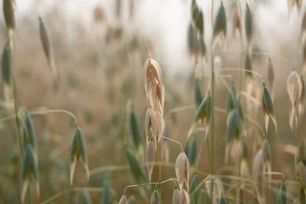 Овсяные Рисовые Плантации Природе — стоковое фото