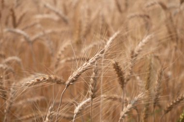 Barley Rice Plants in nature Background.