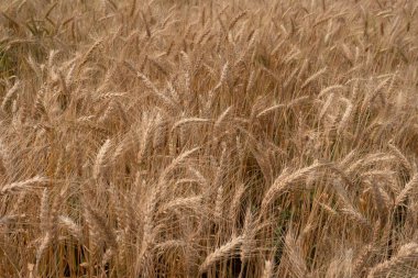 Barley Rice Plants in nature Background.