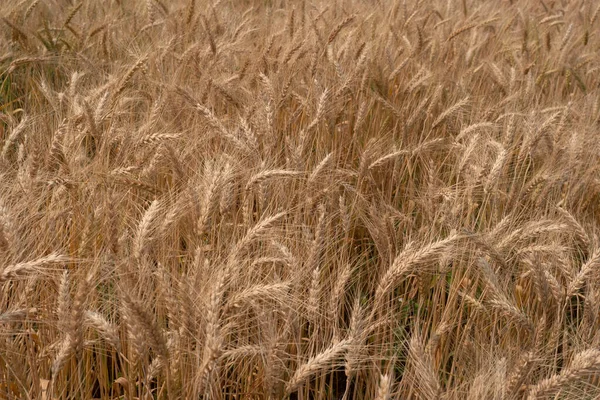 Barley Rice Plants Nature Background — Φωτογραφία Αρχείου