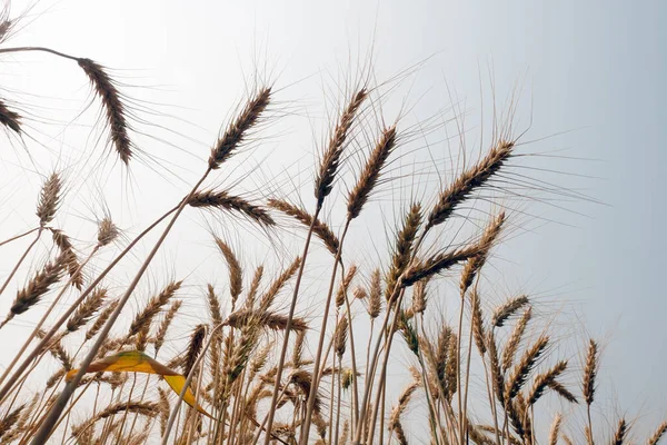 Barley Rice Plants Nature Background — Stok fotoğraf