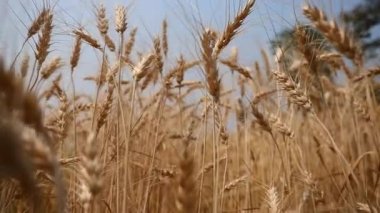 Barley Rice Plants in nature Background.