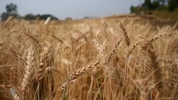 Barley Rice Plants Nature Background — Vídeo de Stock