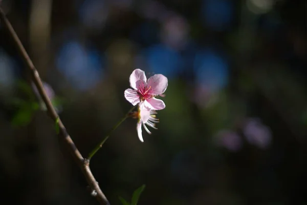 Красиві Зимові Квіти Саду — стокове фото