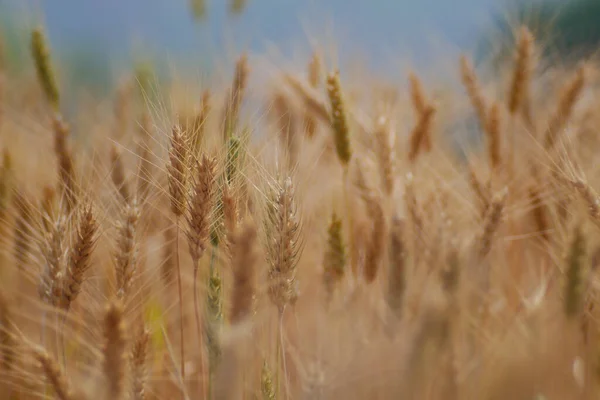 Barley Rice Plants Nature Background — Stok fotoğraf