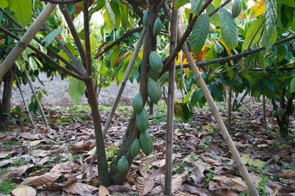 Doğada Kakao Bitkileri Arka Planda — Stok fotoğraf