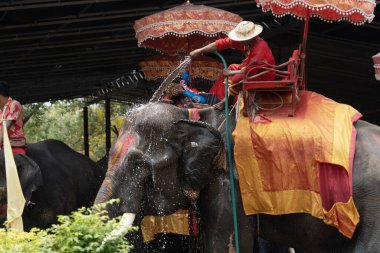 AYUTTHAYA, THAILAND - 16 Nisan 2023: Filler Tayland halkı ve yabancı gezginlerin Songkran Festivali 'ne katılmaları için bir sandık kullanıyorlar..