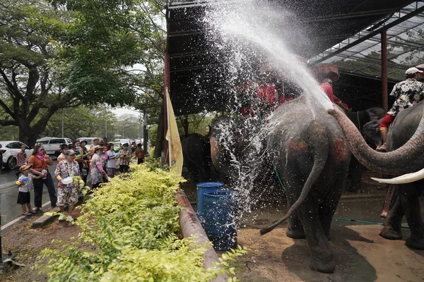 Ayutthaya Thailand April 2023 Elefanter Använder Badbyxor För Att Spraya — Stockfoto